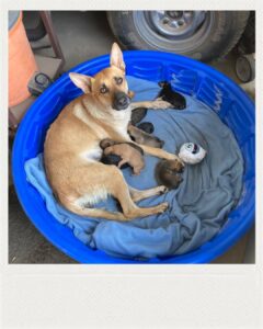 Polish_20251114_145456397