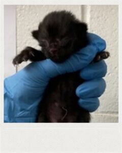 Polish_20251114_145645880