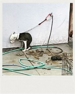 Polish_20251114_145803752