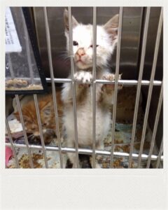 Polish_20251114_150009327