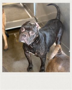 Polish_20251114_150441806