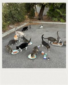 Polish_20251114_150657875