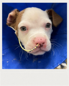 Polish_20251114_152350784