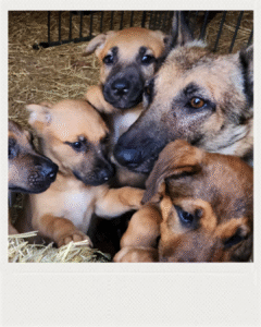 Polish_20251114_152501256