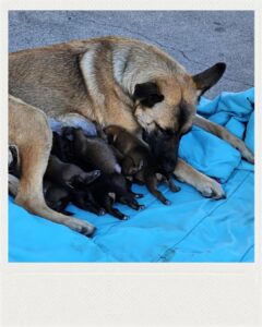 Polish_20251114_152529567